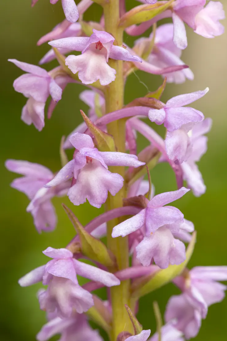 Langspornige Handwurz (Gymnadenia conopsea) [2]